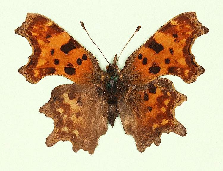 Polygonia c-album male (aberrant form nov 3) (Internet Image property of respective owner, non-commercial use only)